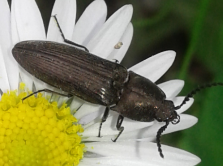 Elateridae: Cydnopus sp.